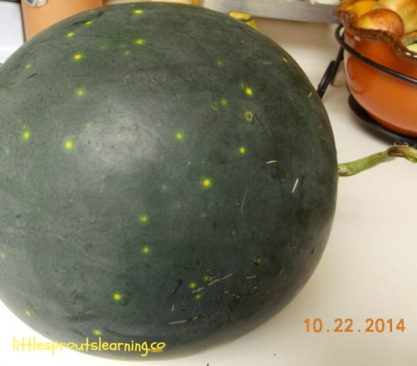 moon and stars watermelon on the counter freshly harvested
