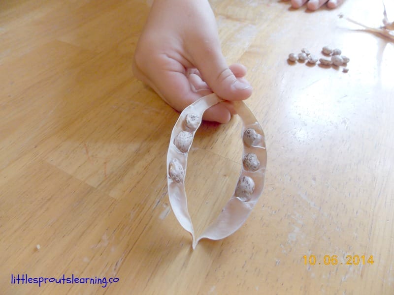 a child holding dried bean pods with seeds inside