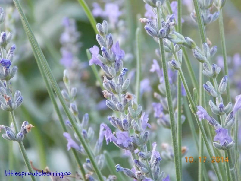 lavendar in the garden