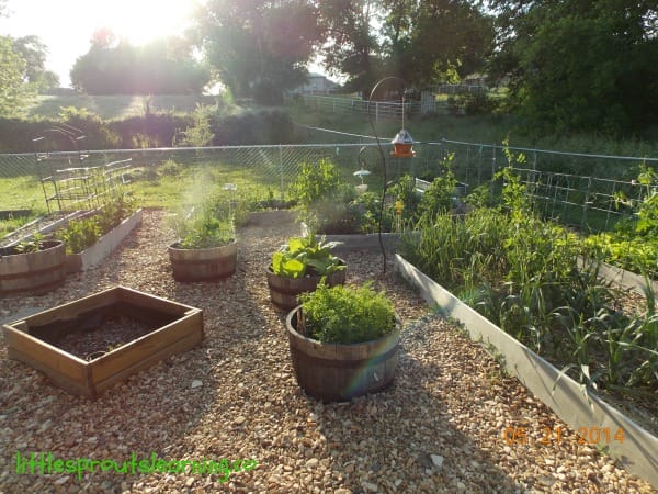 4 Steps to Start a Children's Garden in Your Daycare, picture of small garden with raised beds.