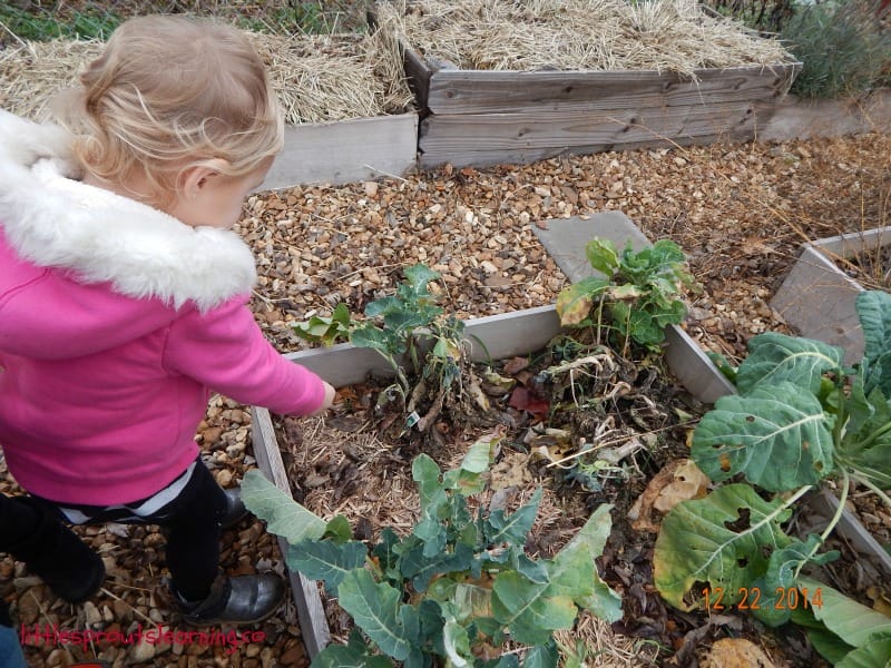 It’s possible that zone 7 may not have had a hard freeze in the garden in December. You could be gardening and picking out your Christmas tree.