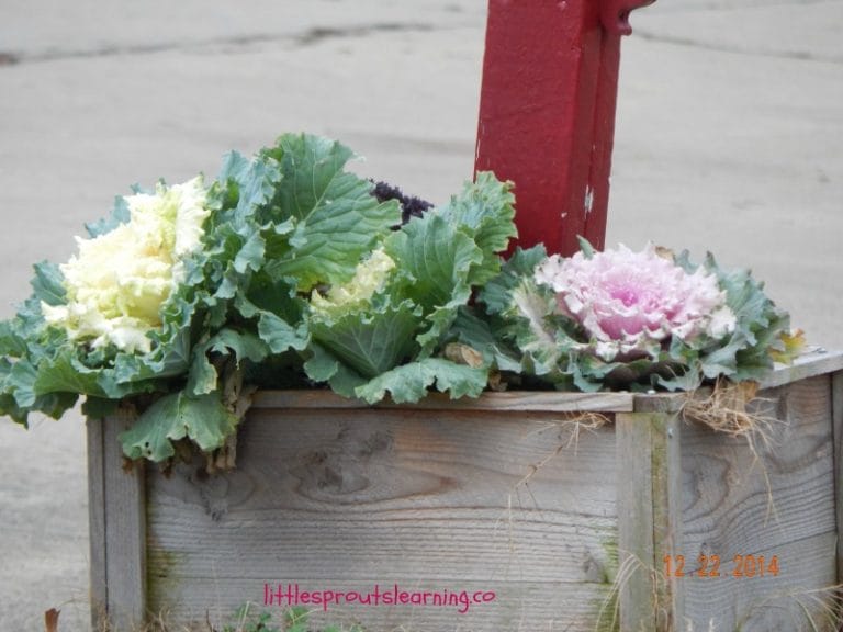 If you prepare your vegetable garden for winter, you'll have a much better spring garden. Fall garden clean up makes the following season more successful.