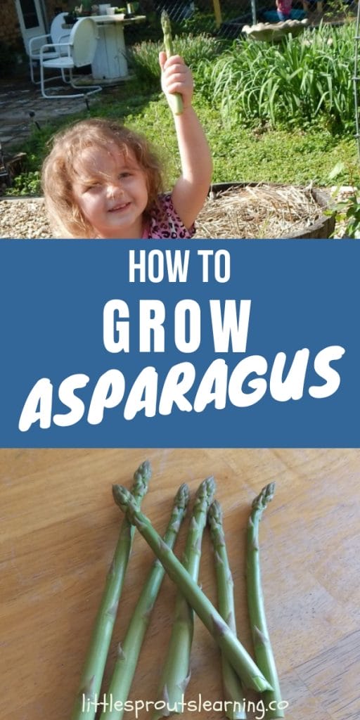 child holding a fresh asparagus she picked from the garden