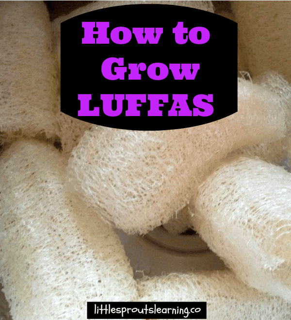 Some freshly harvested luffas cleaned and drying in the sink. How to Grow Luffas