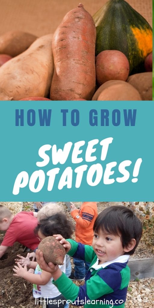 Sweet potatoes in a pile and kids harvesting sweet potatoes from the soil