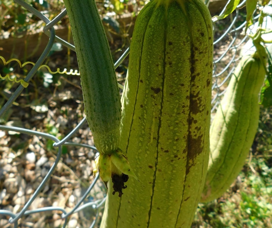 luffa ready to pick on the fence. Green with spots of brown