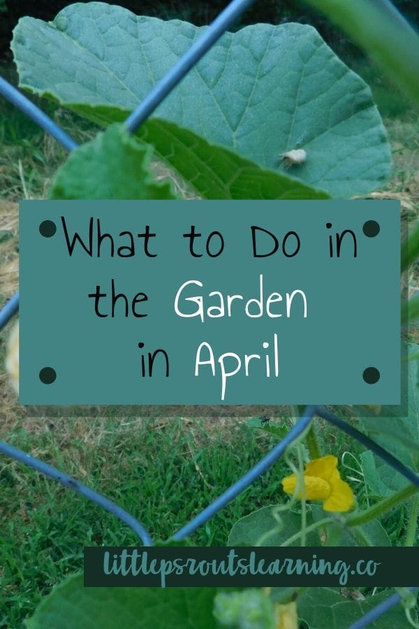 pumpkin plants growing in the garden in april.