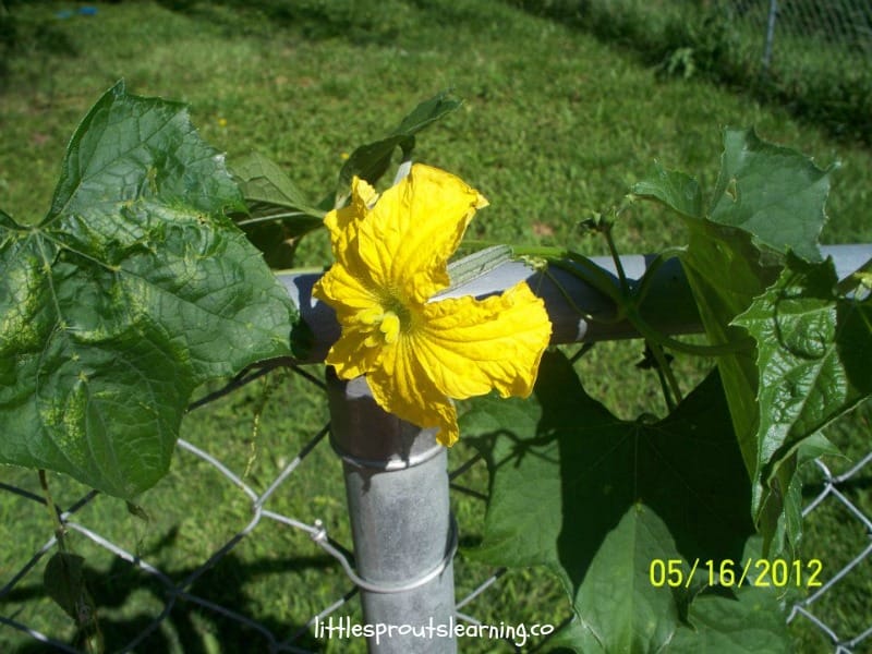 baby luffa growing on vine