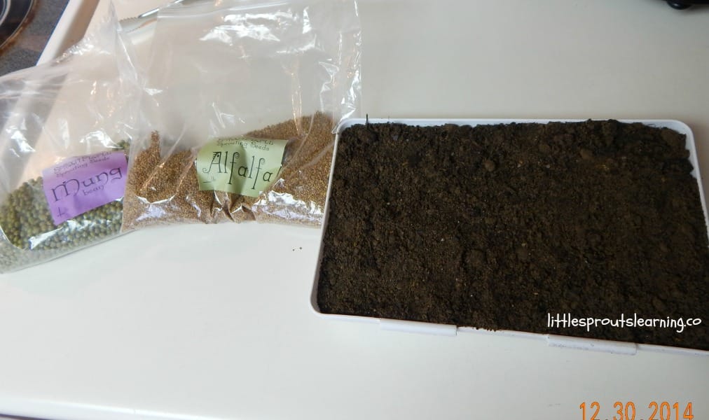 growing microgreens at home, soil tray with soil and two packets of microgreen seeds