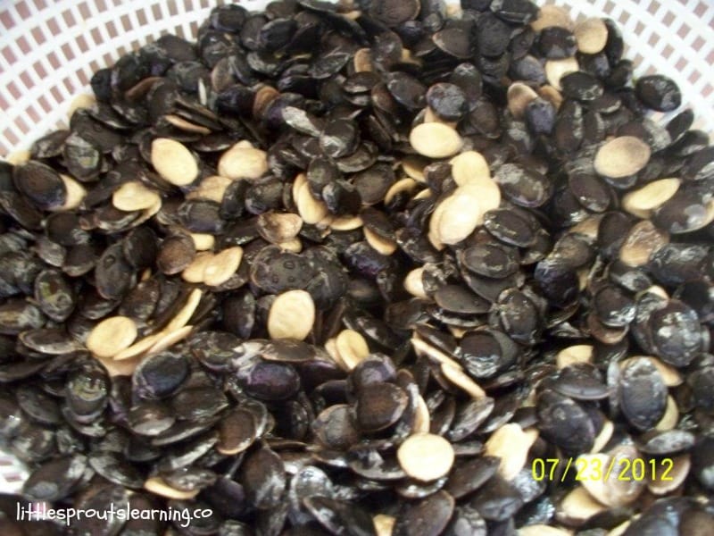 luffa gourd seeds