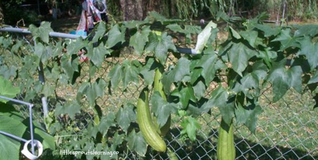 luffa gourd vines
