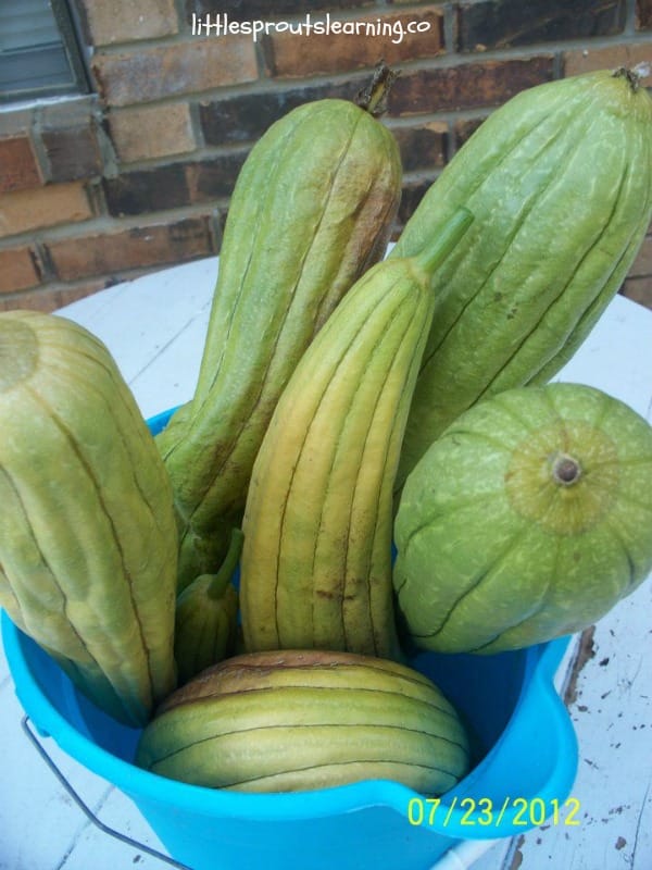 luffa gourds in a bucket