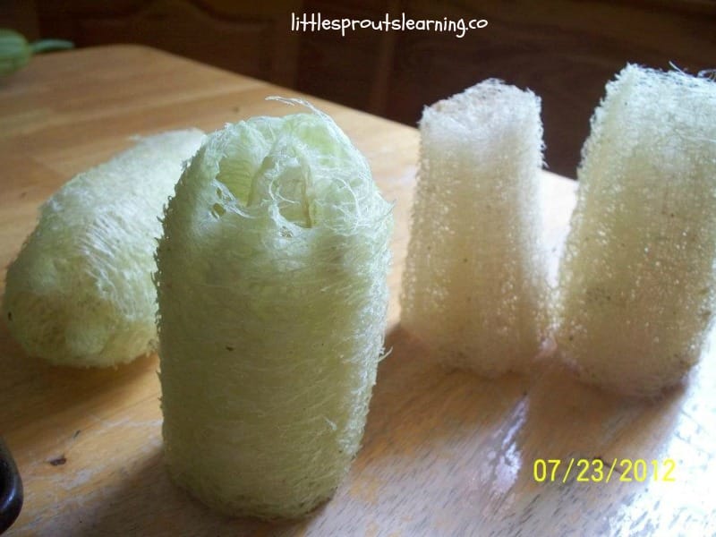 luffa just peeled