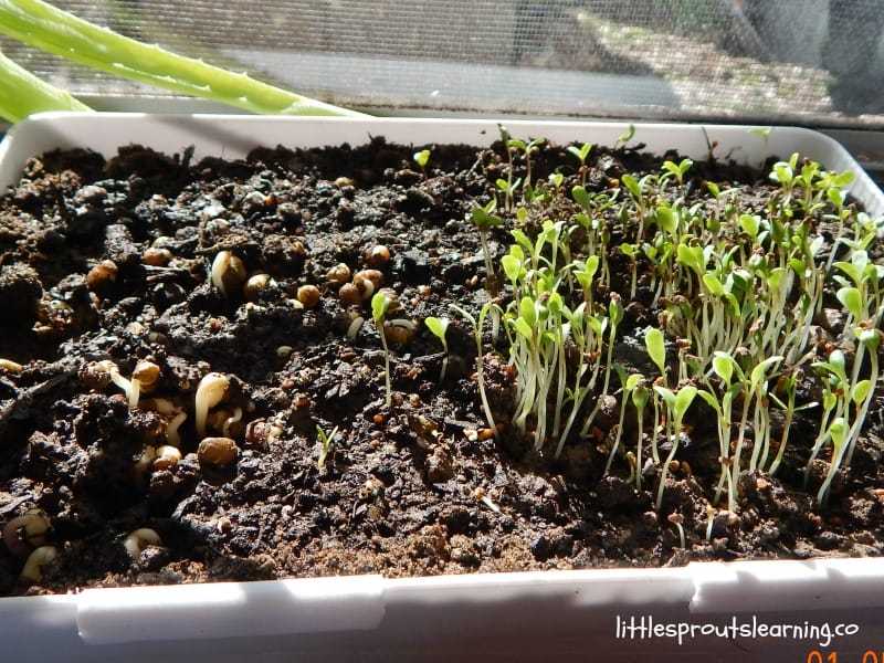 week old microgreens at home in the kitchen window, alfalfa sprouts are about 1 inch tall and sunflower sprouts are about to emerge from the soil.