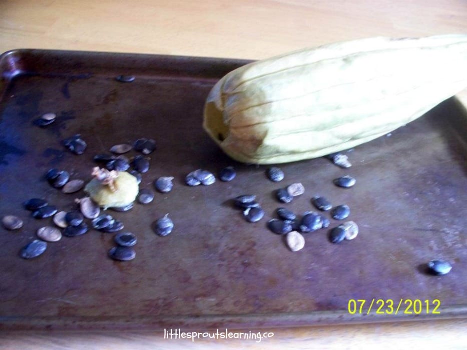 removing seeds from luffa gourd