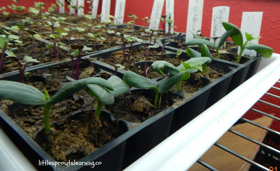 sprouting luffa gourd seeds