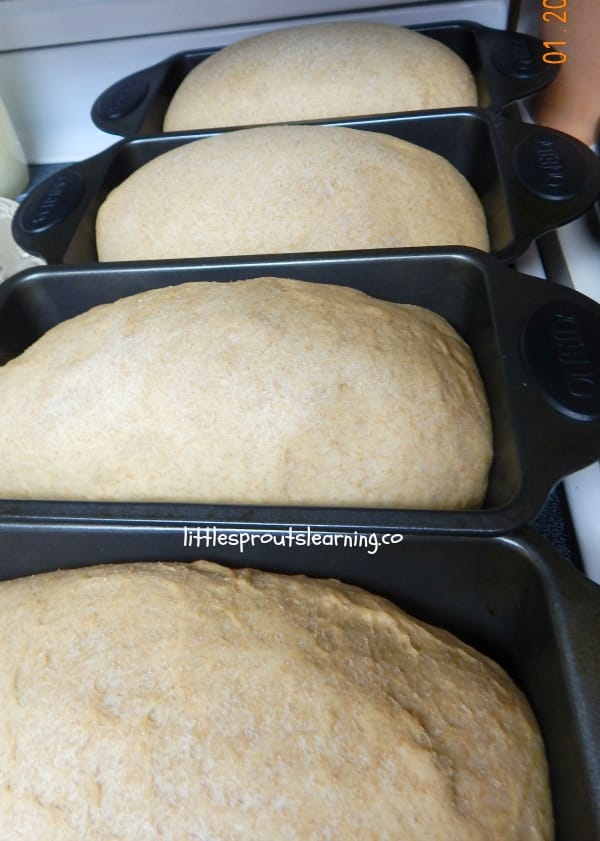 whole wheat bread loaves rising