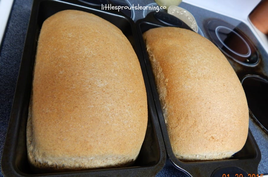 fresh baked loaves of whole wheat bread cooling on the stove top