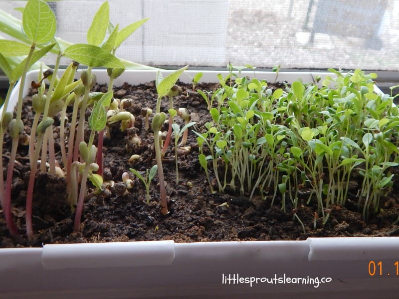 sunflower and alfalfa microgreens growing in a tray in the kitchen window