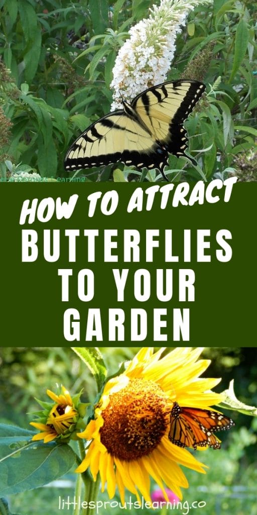 Flowers with butterflies on them, butterfly bush with a tiger swallowtail and a sunflower with a monarch