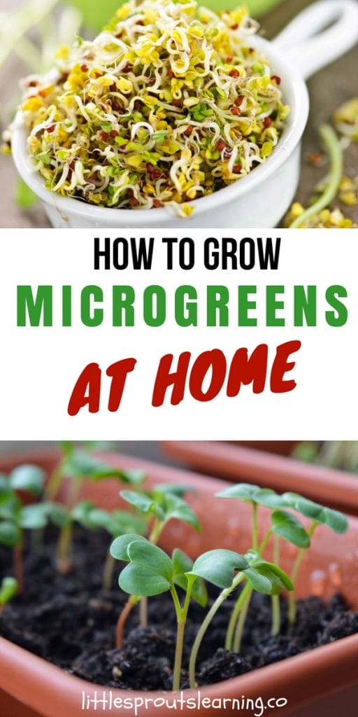 microgreens and sprouts growing at home
