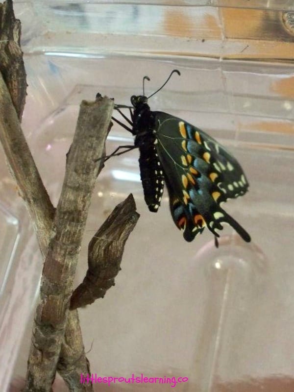 black swallowtail butterfly hatching from chysallis