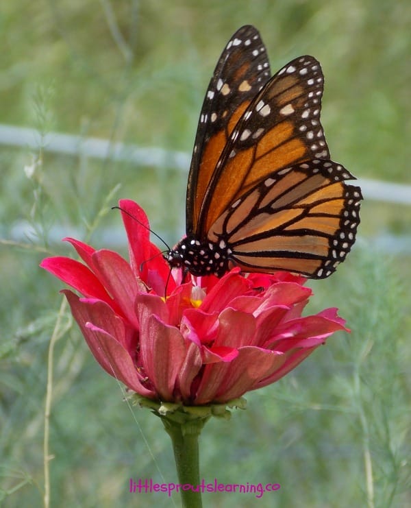 monarch butterfly sipping nectar from pink zinnia in the garden