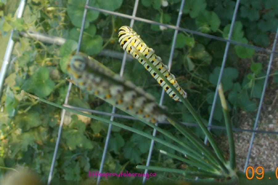 black swallowtail caterpillars on fennel plants
