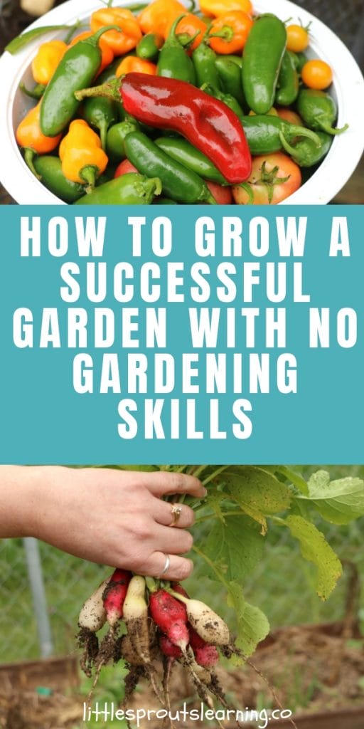 a bowl of freshly picked hot peppers and tomatoes and a handful of fresh radishes from the garden