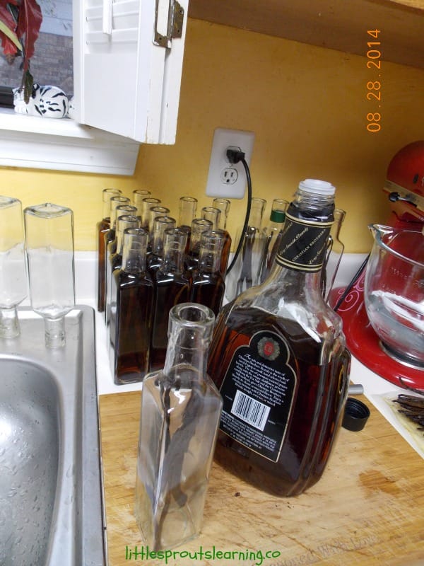 steeping vanilla beans in alcohol to make homemade vanilla extract.