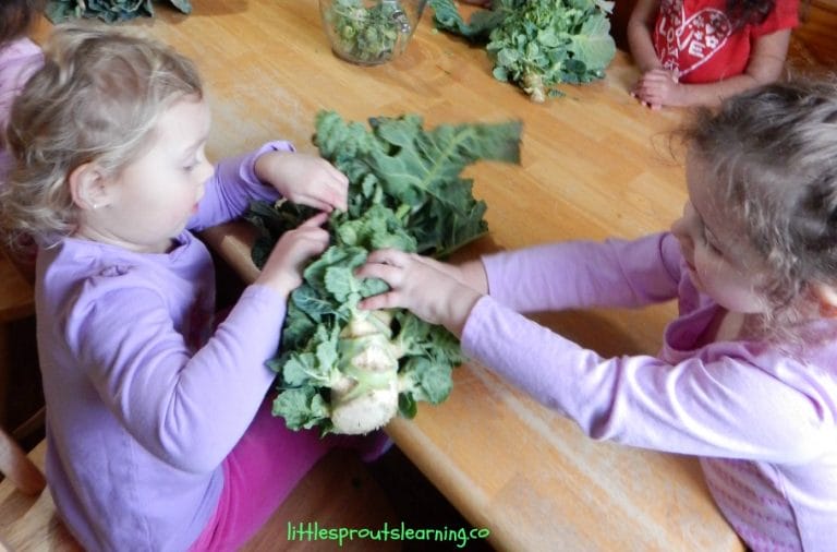 Brussel sprouts are a fun and delicious addition to the vegetable garden. They are interesting, easy to grow and don't have a lot of pest problems.