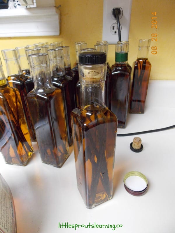 real vanilla getting ready to steep and turn into homemade vanilla extract