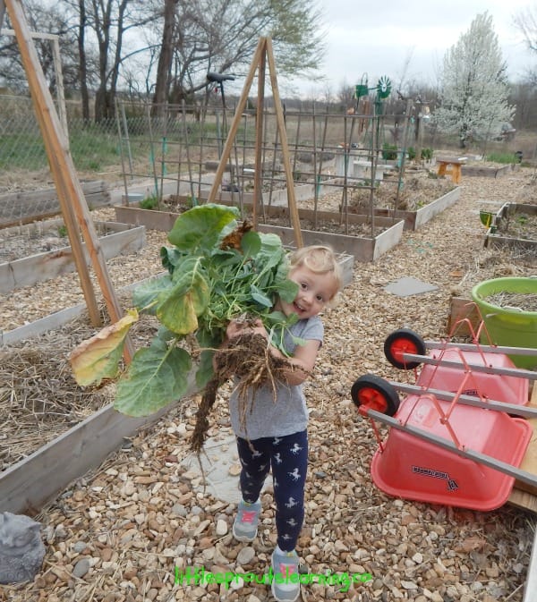 kids harvesting brussels sprouts, garden in march chores