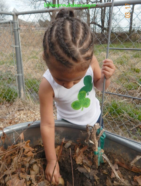 kids planting potatoes in the garden in march