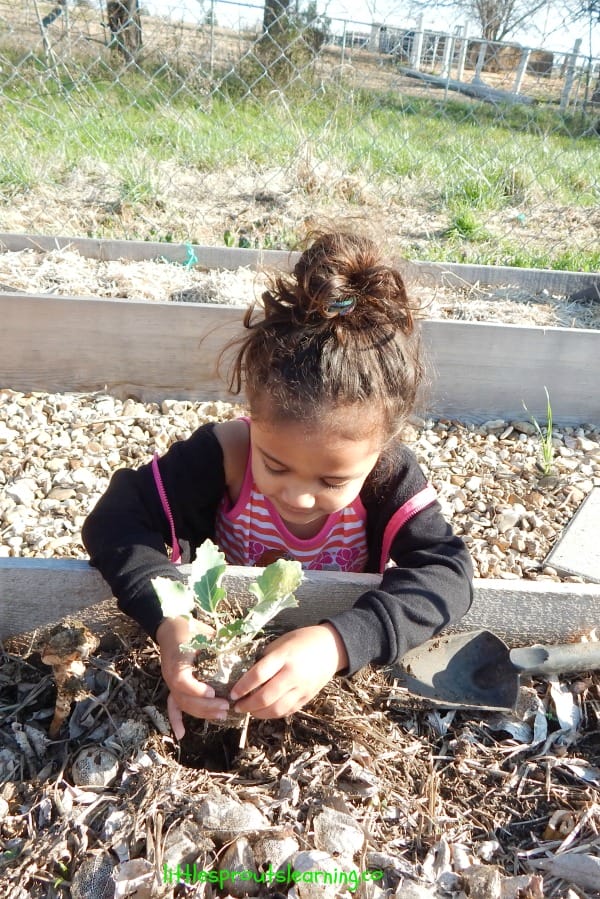 5 Steps to an Easy Vegetable Garden