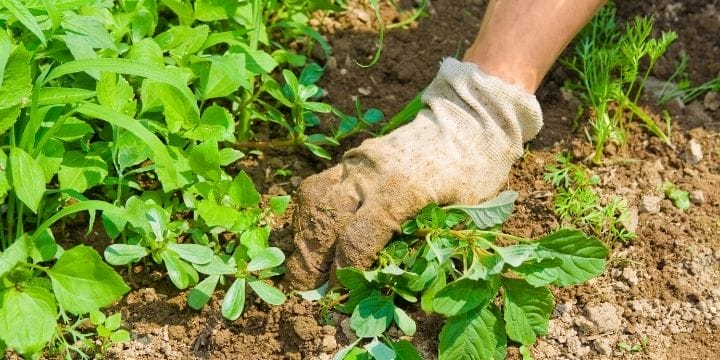 a hand wearing a garden glove pulling weeds out of the garden