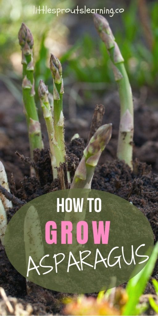 asparagus growing in the garden