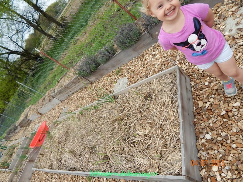 asparagus bed