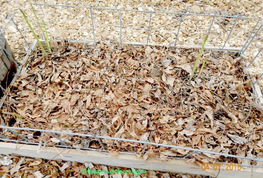 How to Grow Asparagus at Home!