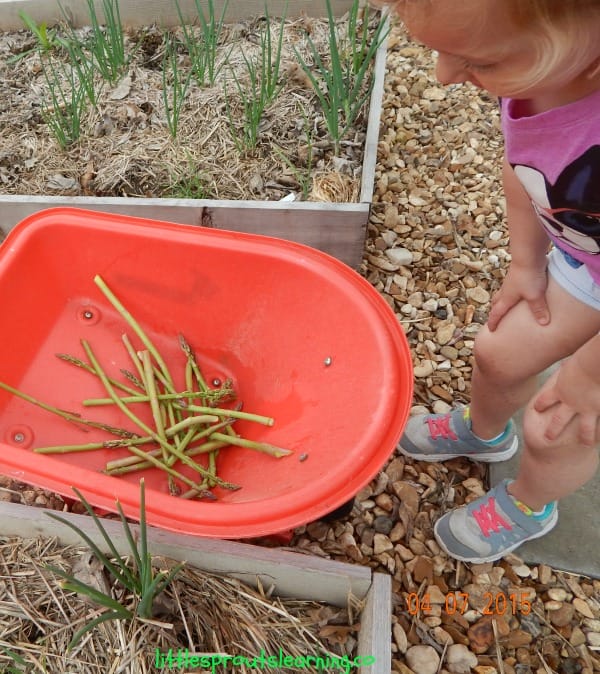 growing asparagus with kids
