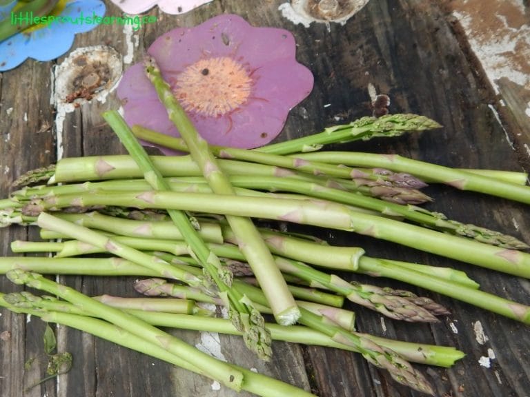 It's easy to grow asparagus. It doesn't take a lot of fuss. Make sure you plant it right side up and you'll be enjoying asparagus for years to come!
