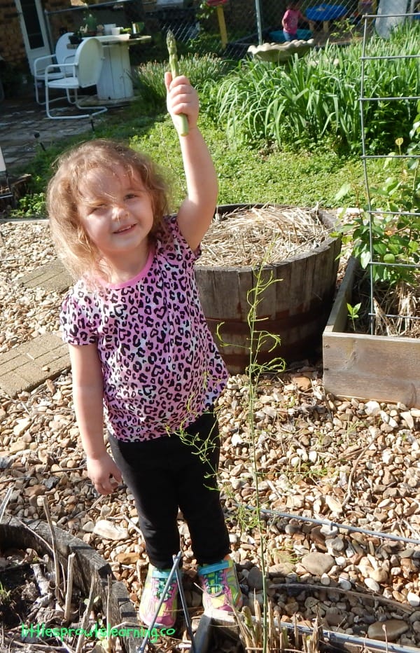 How to grow asparagus