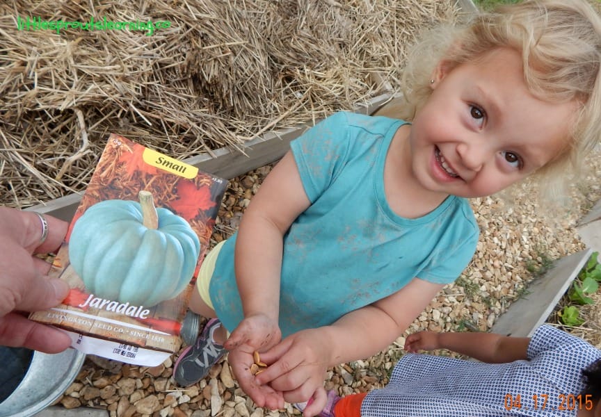 planting pumpkins with kids