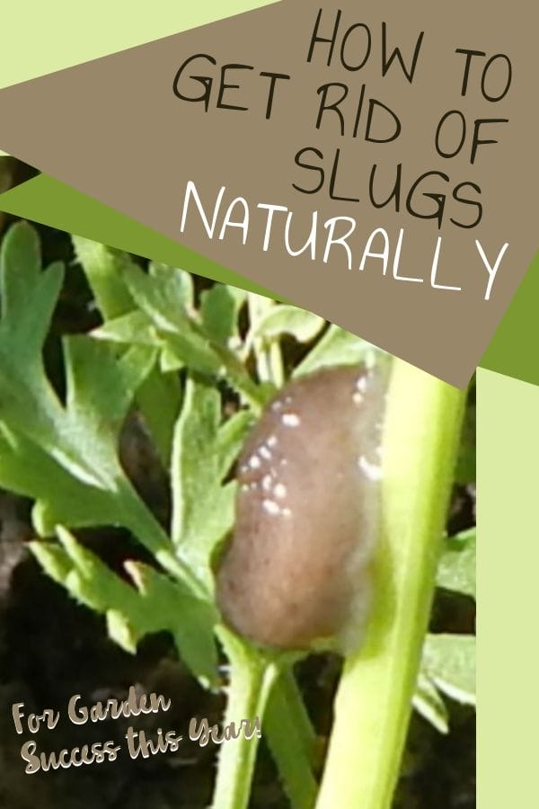 Slug on a celery plant in the garden