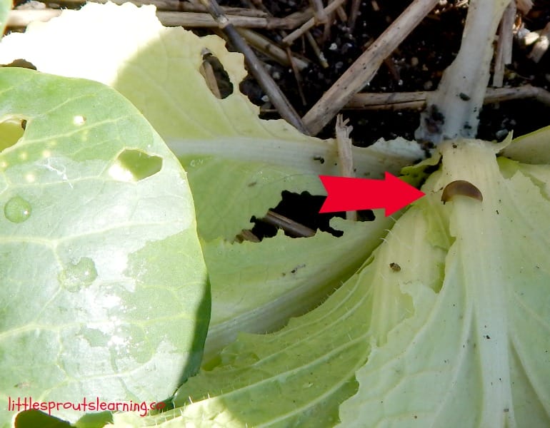 tiny slug on lettuce leaf