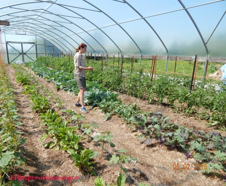 farm tour, cassie, inside the hoop house with rows of veggies growing