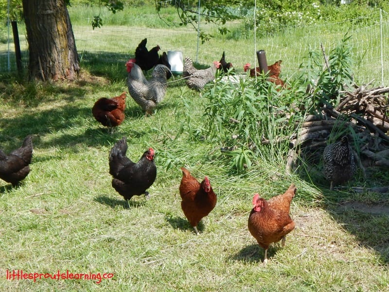 garden farm tour, chickens foraging for bugs