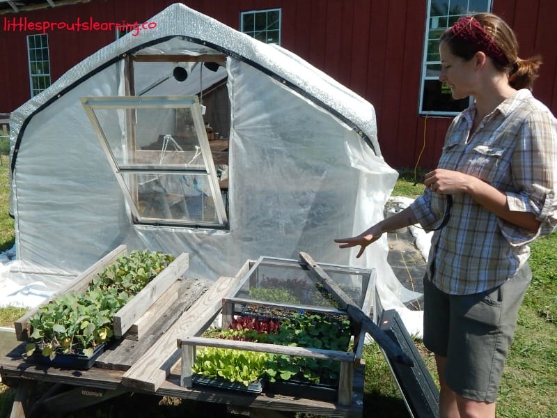 greenhouse childcare garden tour, cassie from peace of prairie farm showing her cold frames with seedlings.