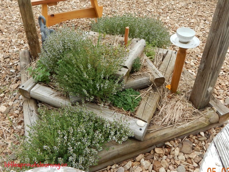 bed of herbs in the preschool sensory garden
