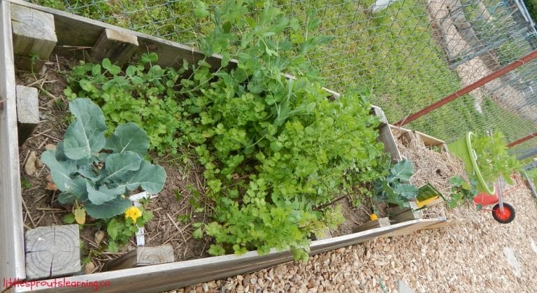 There is nothing wrong with gardening right in the ground, but raised garden beds offer some different options to gardeners as growing spaces.